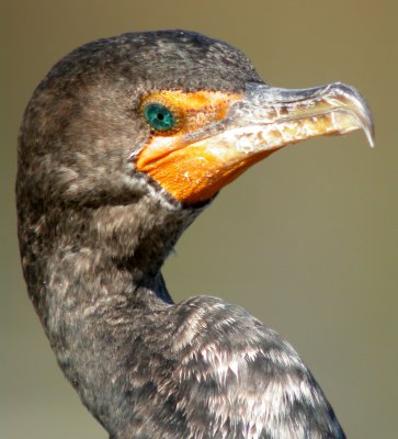 Double-crested Cormorant