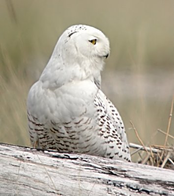 Snowy Owl