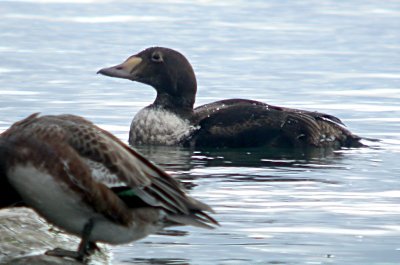 King Eider