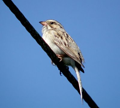 Clay-colored Sparrow