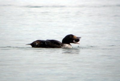 King Eider