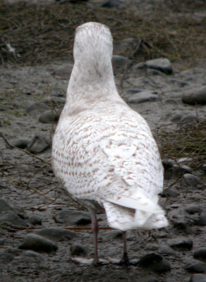 Glaucous Gull