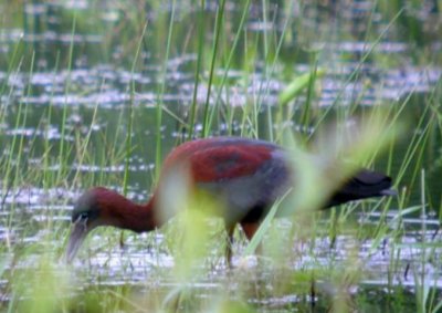 Glossy Ibis