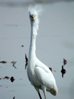 Snowy Egret