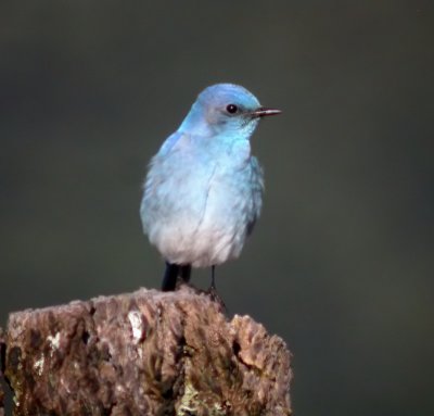 Mountain Bluebird