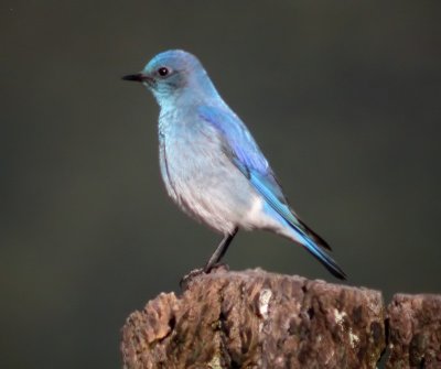 Mountain Bluebird