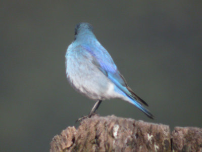 Mountain Bluebird