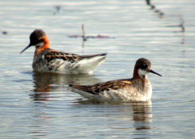 Red-necked Phalarope