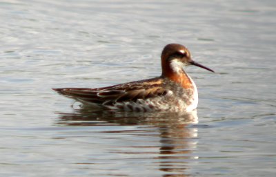 Red-necked Phalarope