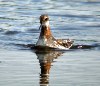 Red-necked Phalarope