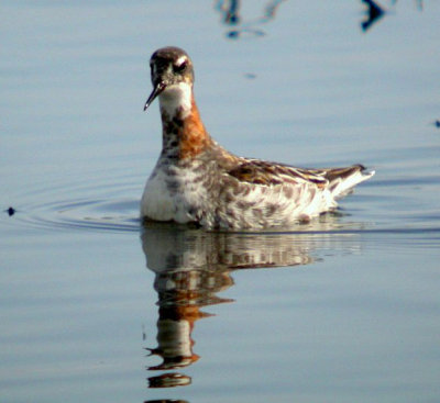 Red-necked Phalarope