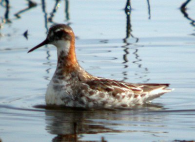 Red-necked Phalarope