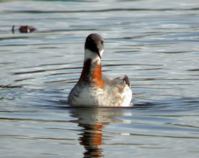 Red-necked Phalarope