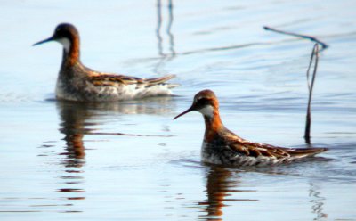Red-necked Phalarope