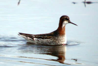Red-necked Phalarope