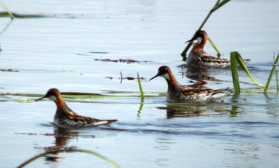 Red-necked Phalarope