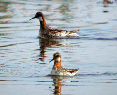 Red-necked Phalarope