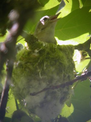 Warbling Vireo