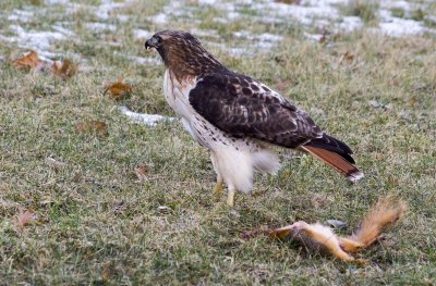 Red Tailed Hawk.1.3.07.006b.jpg