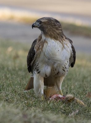 Red Tailed Hawk.1.3.07.010a.jpg