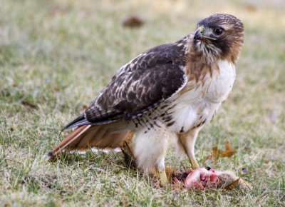 Red Tailed Hawk.1.3.07.016a.jpg
