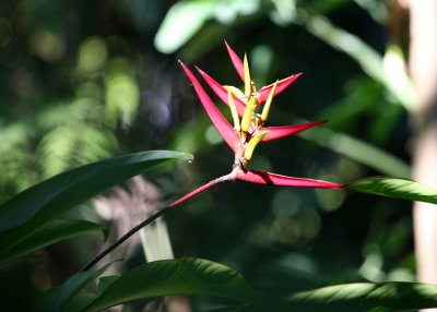 Bird of Paradise