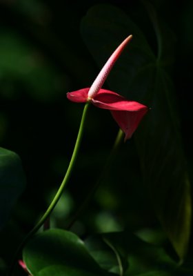 Flower in Light