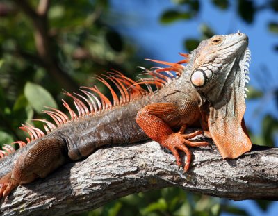 Iguana in Tree