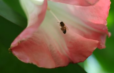 Grabbing Pollen