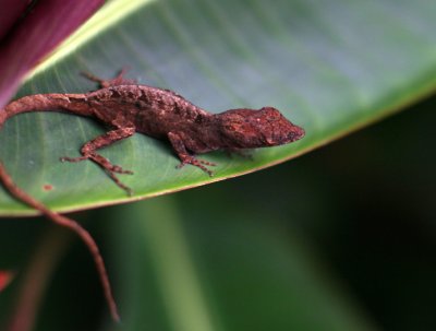 Gecko on Leaf Ledge