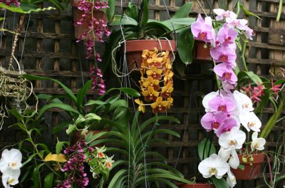 Orchids and Trellace
