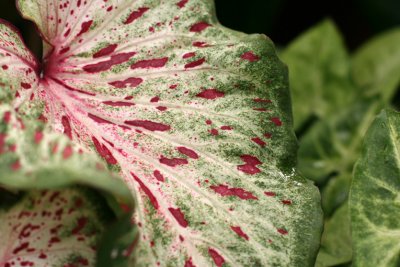 Caladium