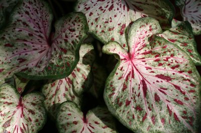 Caladiums