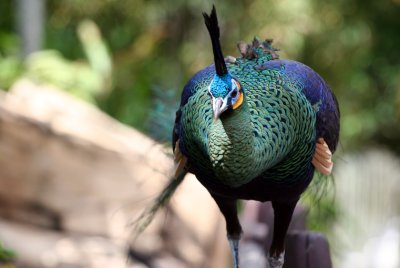 Peacock, Miami MetroZoo