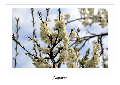 Asperen, Holland