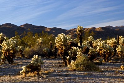 Cactus Orchard