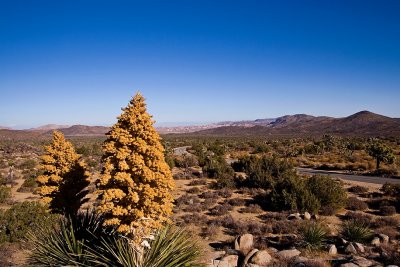 Desert Beauty