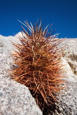 Planted, Rock Solid