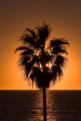 Sunset In The Palm