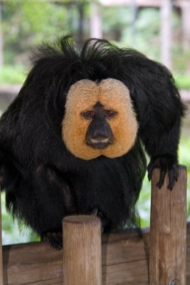 Saki Monkey