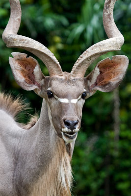 Greater Kudu Male