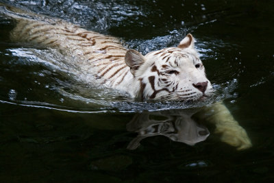 White Tiger - Going For A Swim