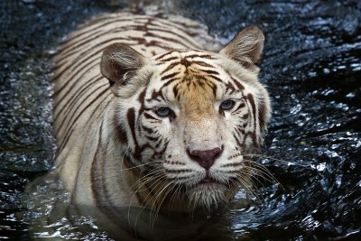 White Tiger - Waiting For Food