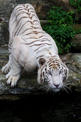 White Tiger - Ready To Leap