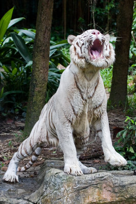 White Tiger - Hungry Or Tired?