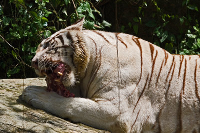 White Tiger - Havin' A Feast