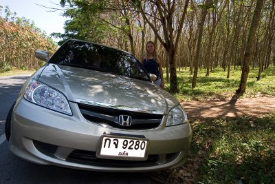 Rubber Tree Orchard