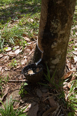 Harvesting Rubber