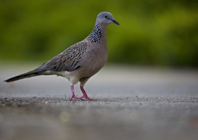 Pigeon