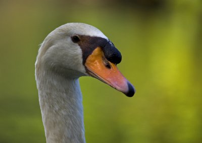 Swan